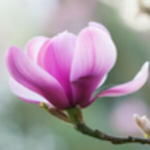 Meet your Posher, Jo ann